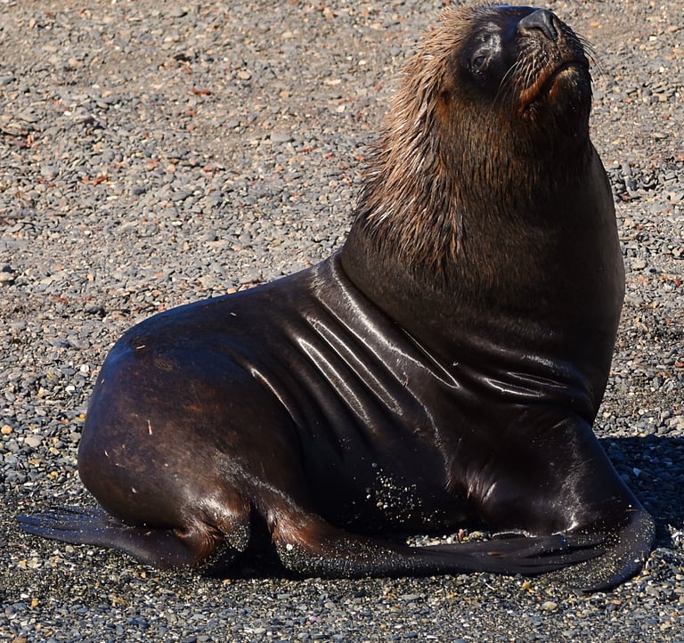 King Sea Lion invites Lady and The Pirate back again sometime