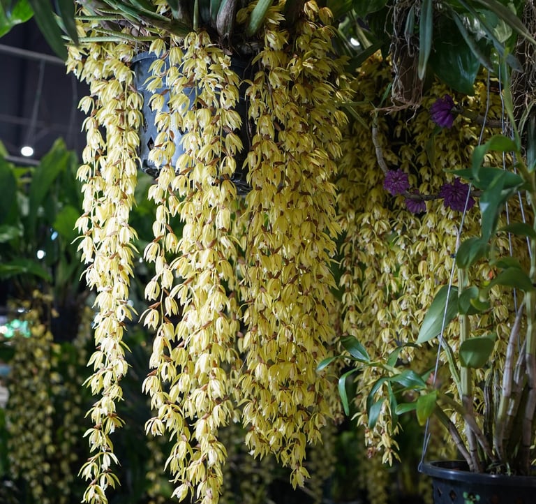 yellowhangingflowersoncoelogyneorchids