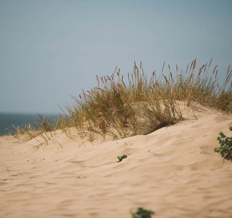 Beach with a small plant growing from the sand, symbolizing employee wellness and growth