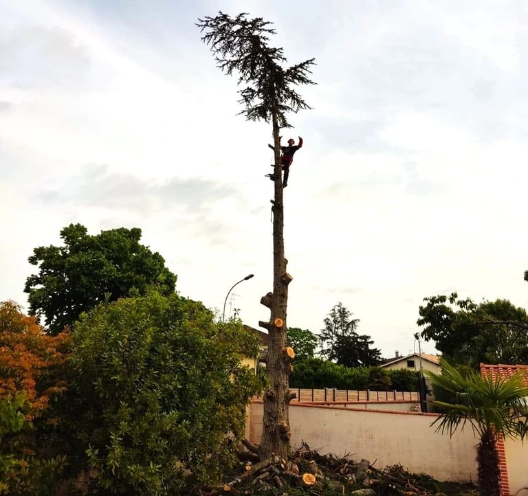 Guillaume Gillin en haut d'un arbre, après l'avoir démonté