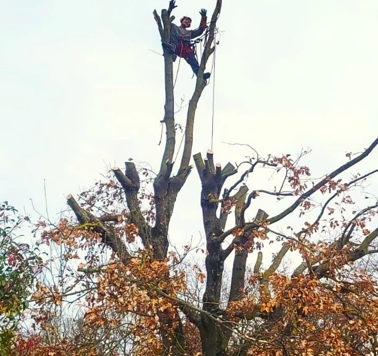 Un arbre élagué