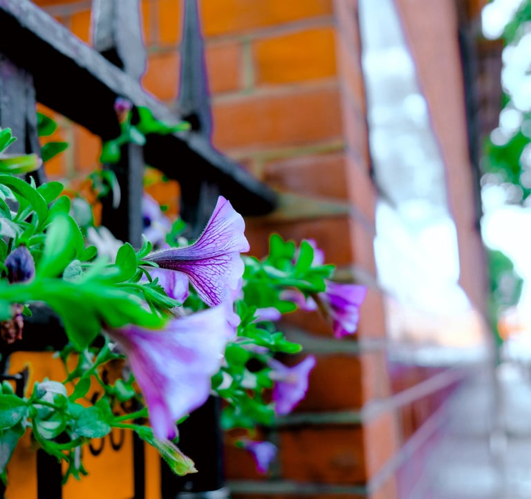 Macro