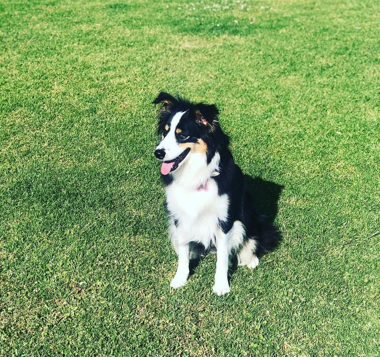 tri black border collie puppies 