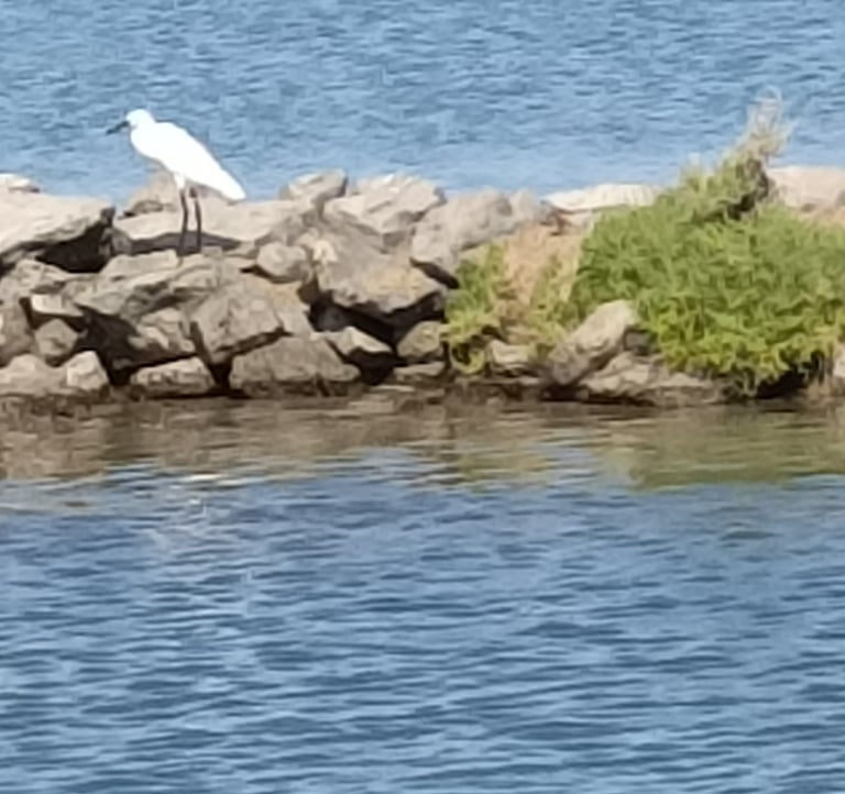 A little egret on the canalside