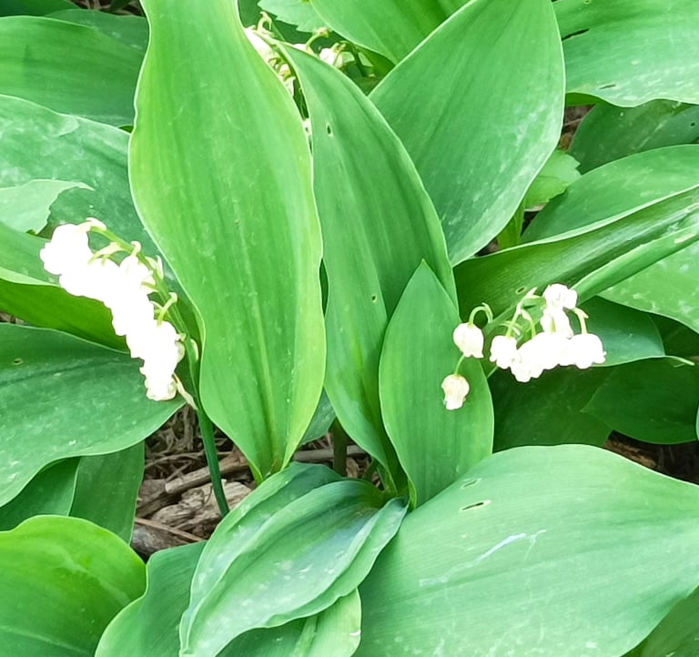 The tiny flowers of Muguet