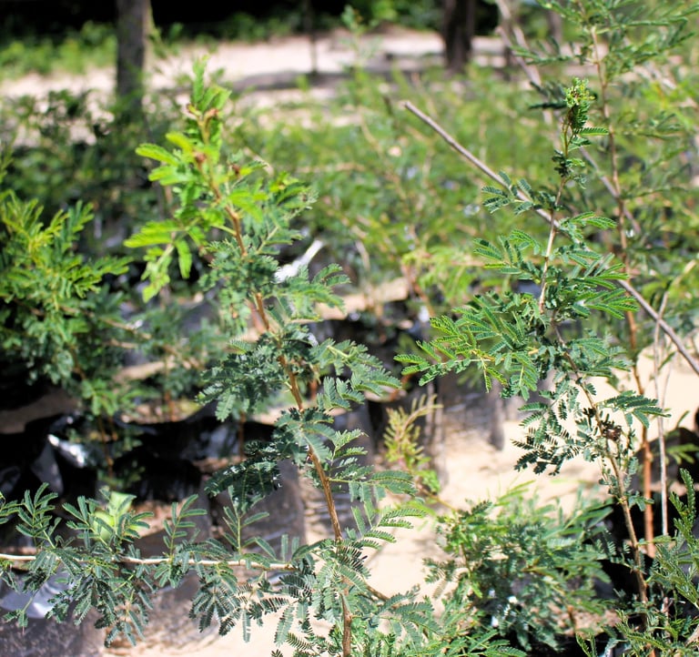 Beautiful Acacia Treets