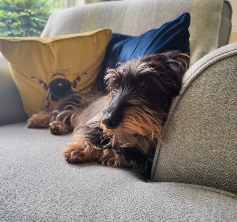 a dog is laying on a couch with a pillow