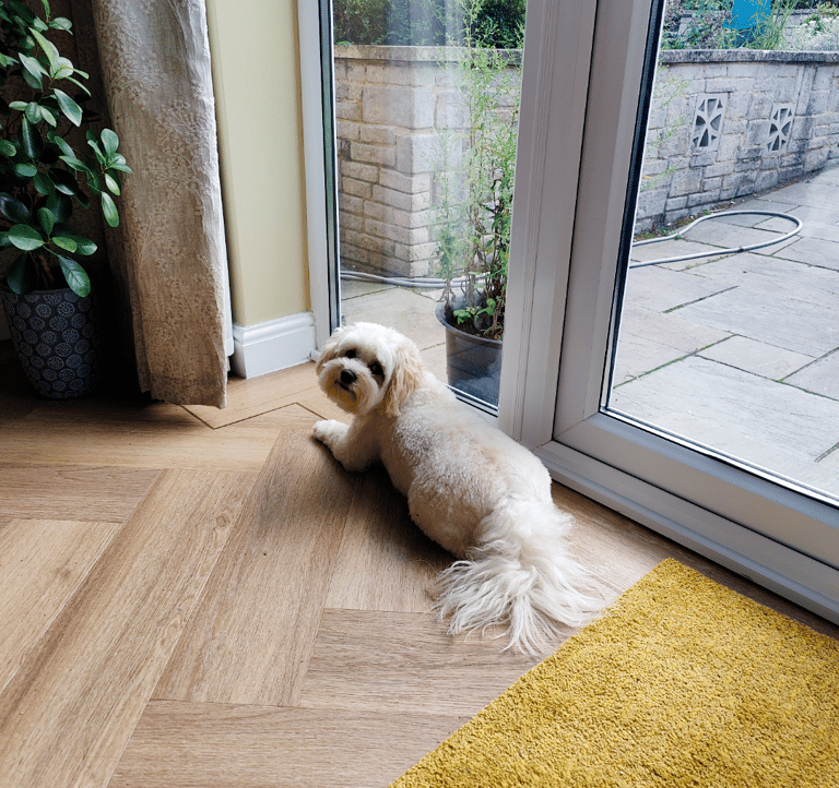 a dog is laying on the floor in front of a door