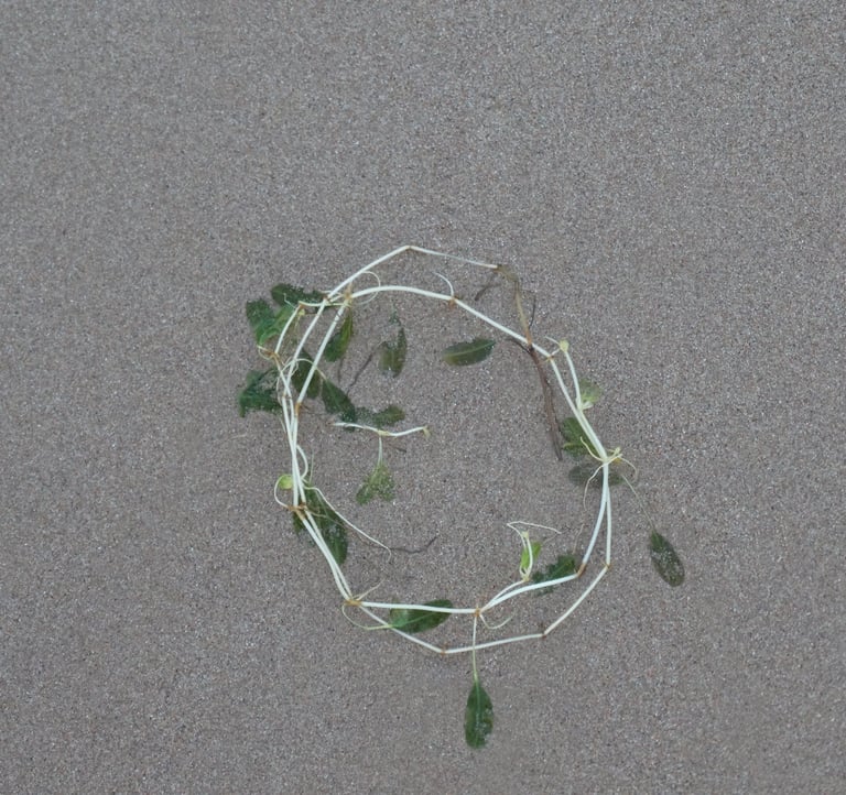A vine wrapped in a wreath shape washed up on the sand