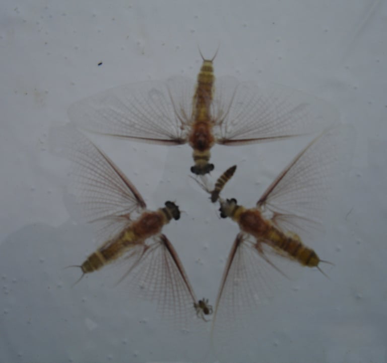 three flying ants floating in a pool making a perfect triangle