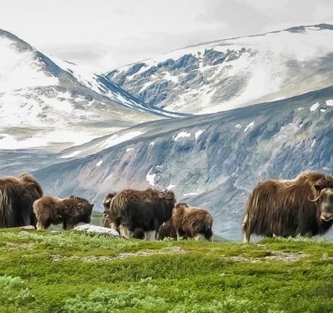 Piżmowoły w Dovrefjell zimą.