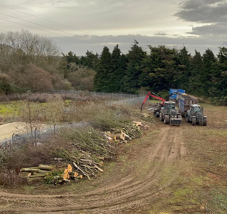 trees being removed from a site