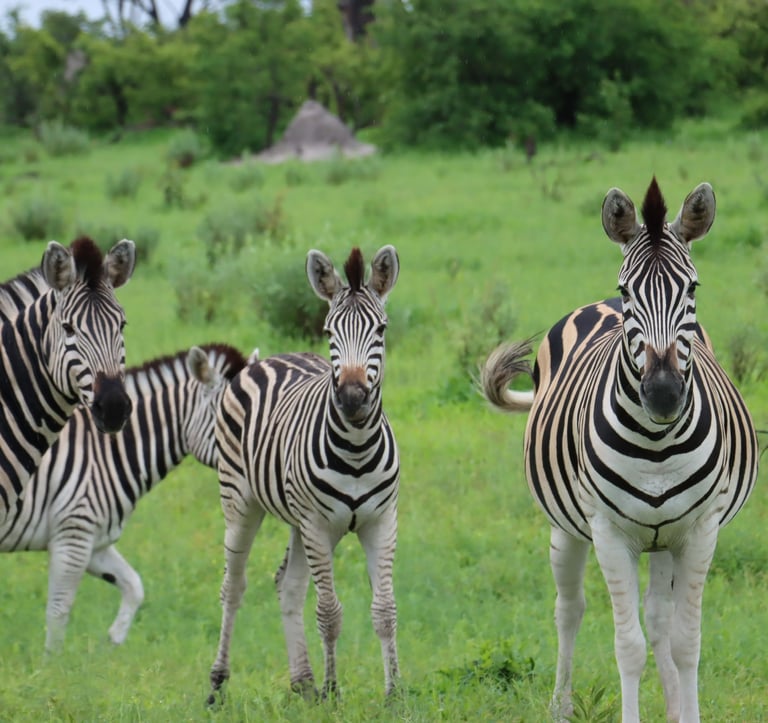 Zebras in Moremi Game Reserve 