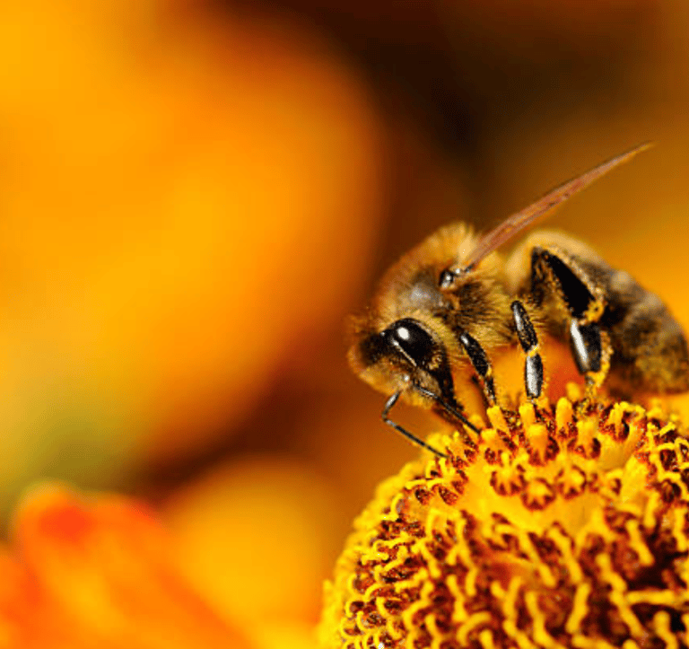 Bankeaz | A pollen-gathering bee waiting to be adopted