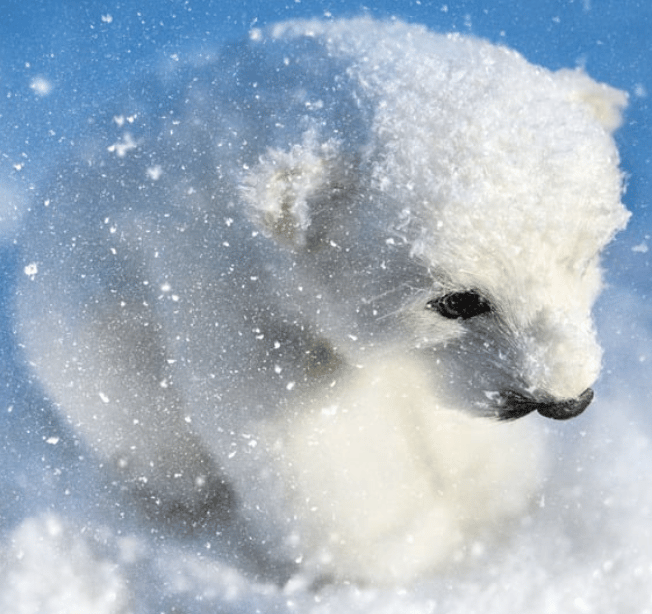 Bankeaz | Cute baby polar bear waiting in the snow to be adopted