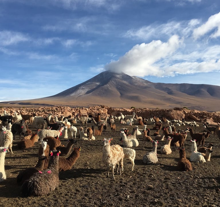Lamas assis devant le volcan Ollagüe sous un nuage blanc, dans le désert du Sud Lipez en Bolivie