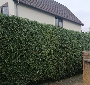 garden hedge