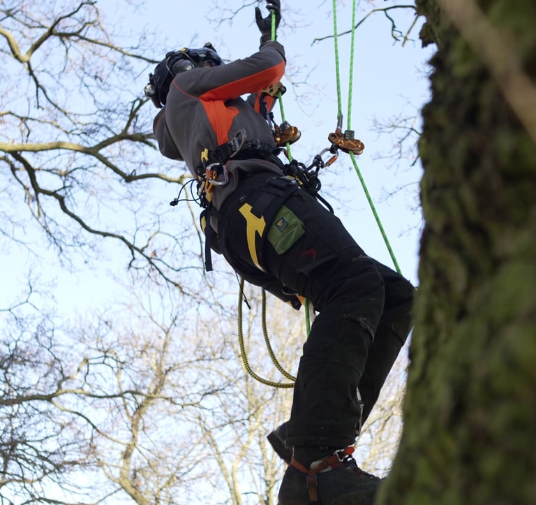 tree surgeon climbing a tree