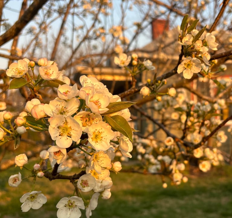 Pear blossoms at Mallow Rose Cottage Spring 2024