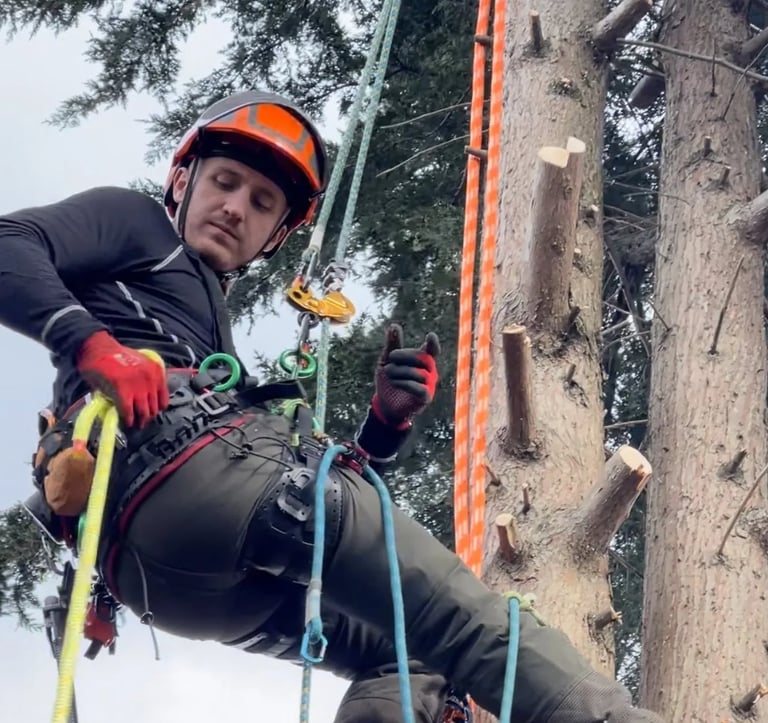 dan from tree cut services