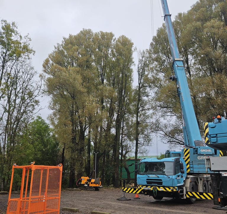 removing a tree with a crane