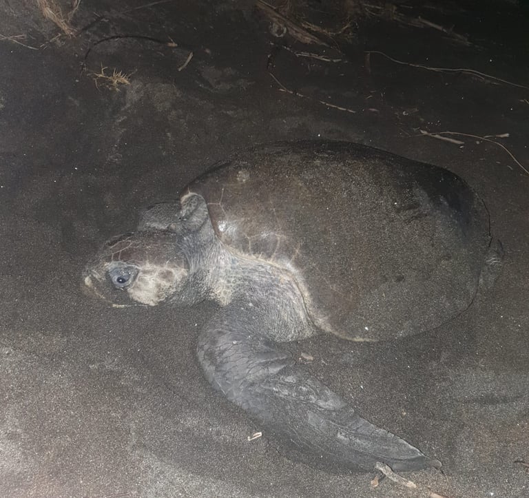 Juan Venado Island | Leon, Nicaragua | The Original Tours