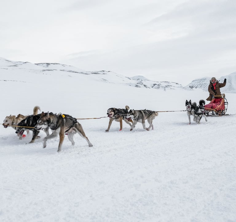 Sanie ciągnięte przez psy na północy Szwecji.