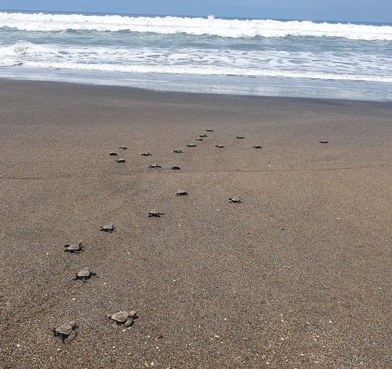 Juan Venado Island | Leon, Nicaragua | The Original Tours