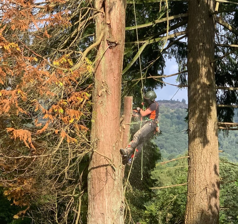 tree surgeon cutting a tree in the air