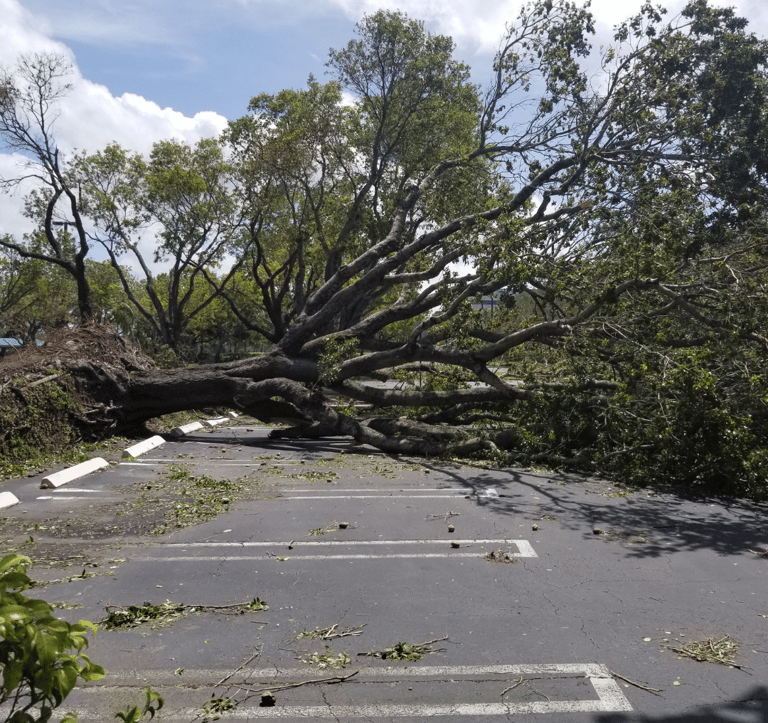 a fallen down tree on a road
