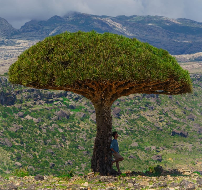 Socotra island tour dragon blood tree