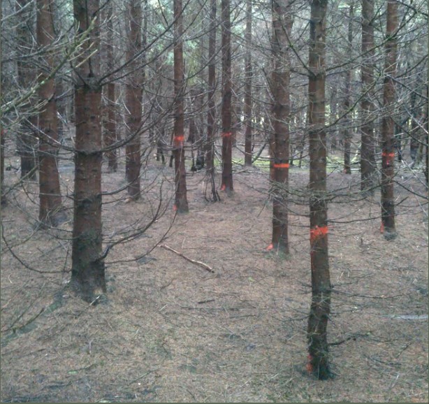 Technique forestière , martelage