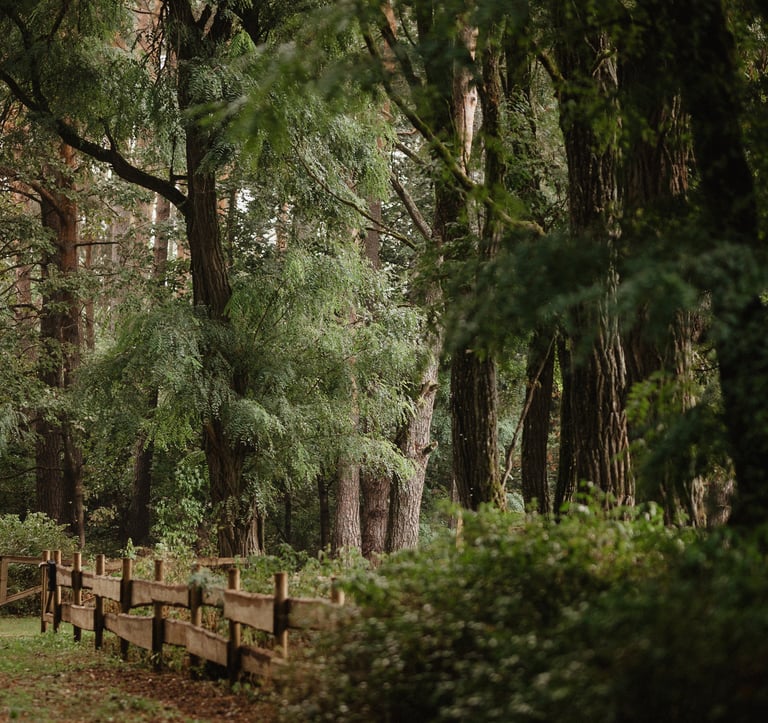 ALNUS kiemas
