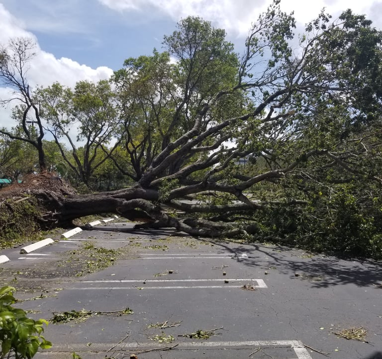 fallen down tree on a road