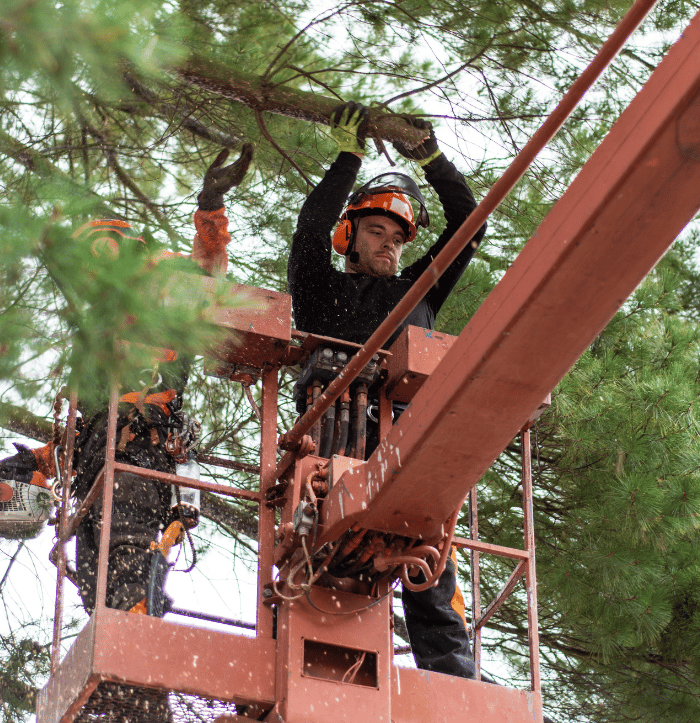 tree surgeon on a crane