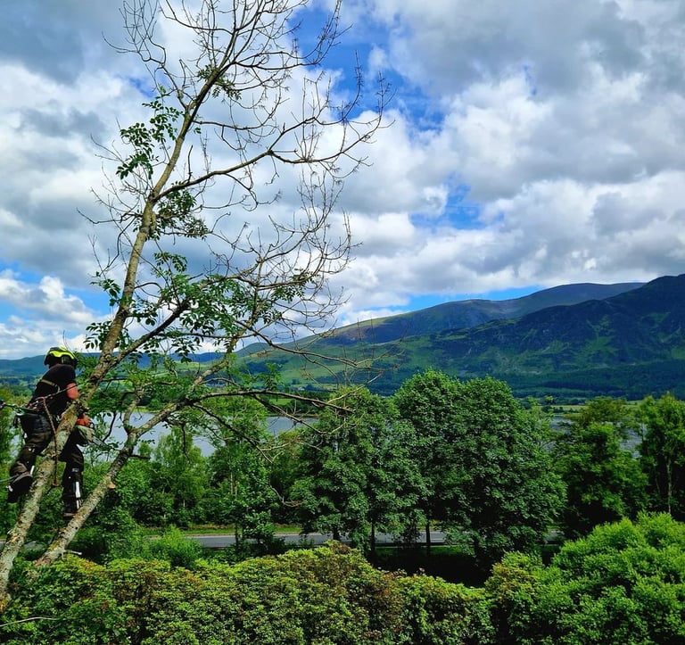 wild about tree surgeon