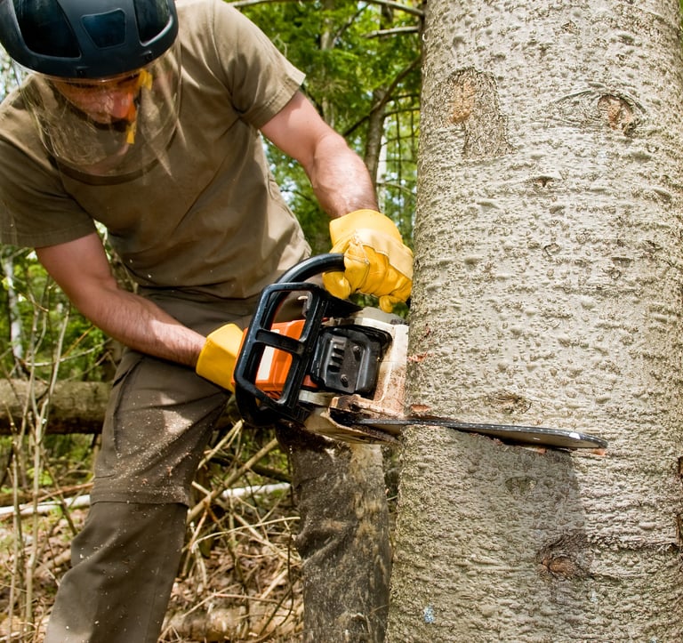 tree surgeon cutting tree with chainsaw