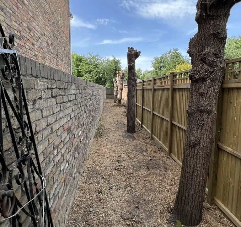 tree pollarding