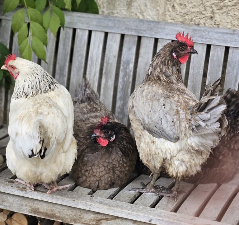 Les animaux de la Ferme du Veyre