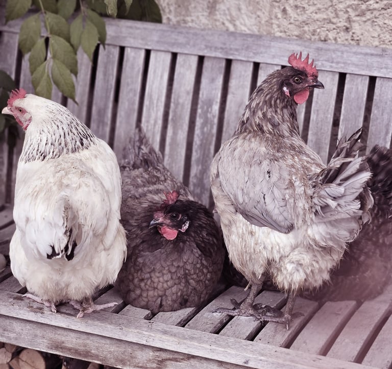 Les animaux de la Ferme du Veyre à Saint Bonnet en Champsaur