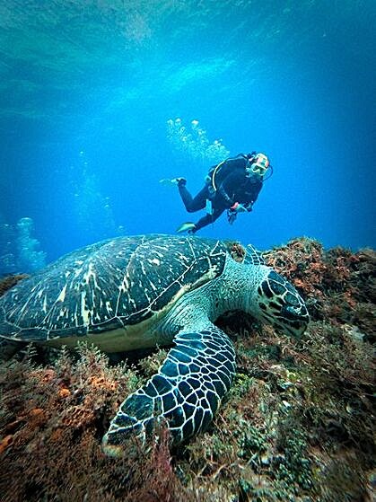 a turtle turtle turtle turtle turtle turtle turtle turtle turtle turtle turtle turtle turtle turtle turtle