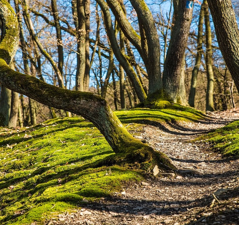 Sentier nature pour déstresser, ralentir, se concentrer, se ressourcer 