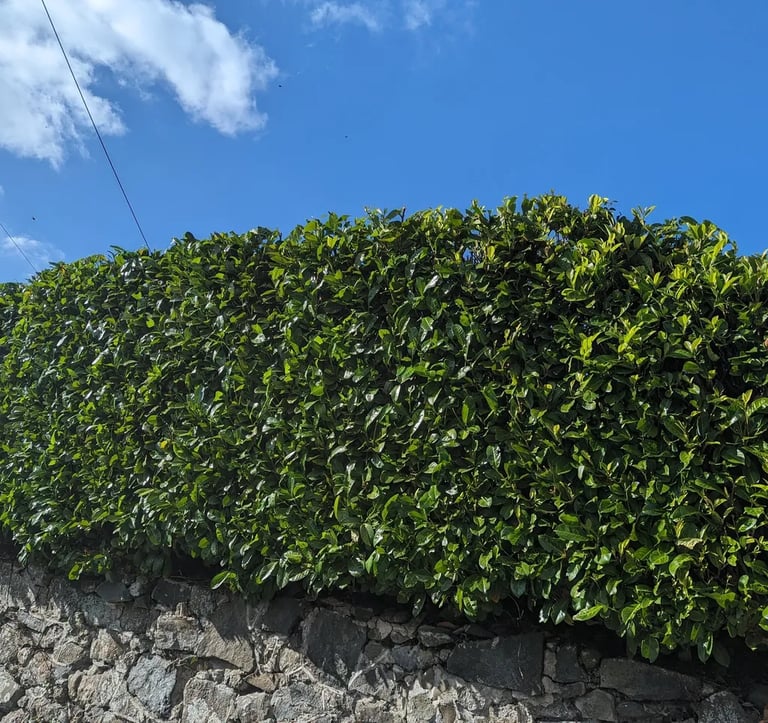 hedge trimming devon