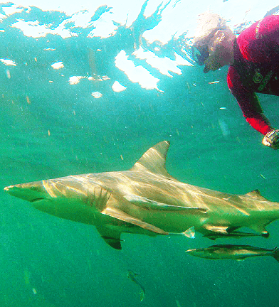 Diving with sharks
