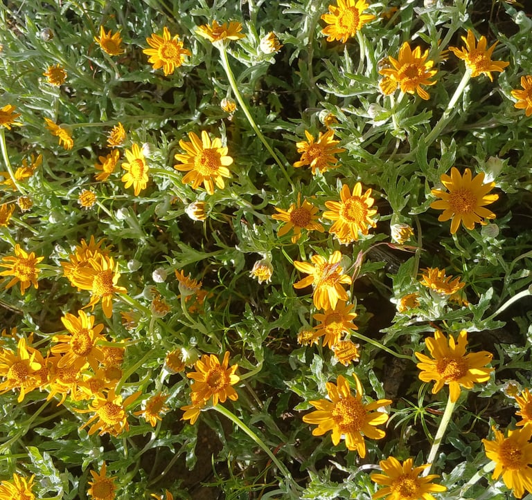 a bush with yellow flowers in the background