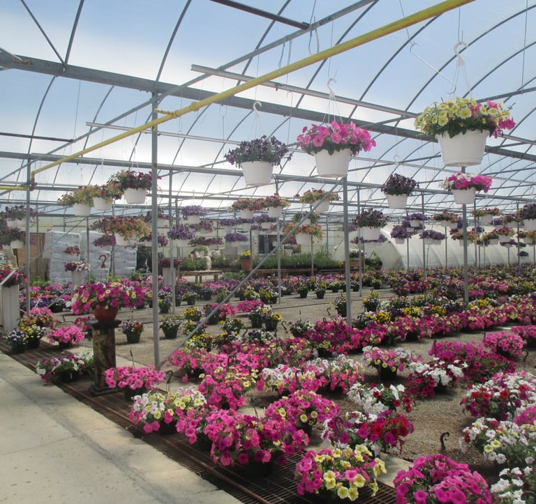 2 acres of Flowers!