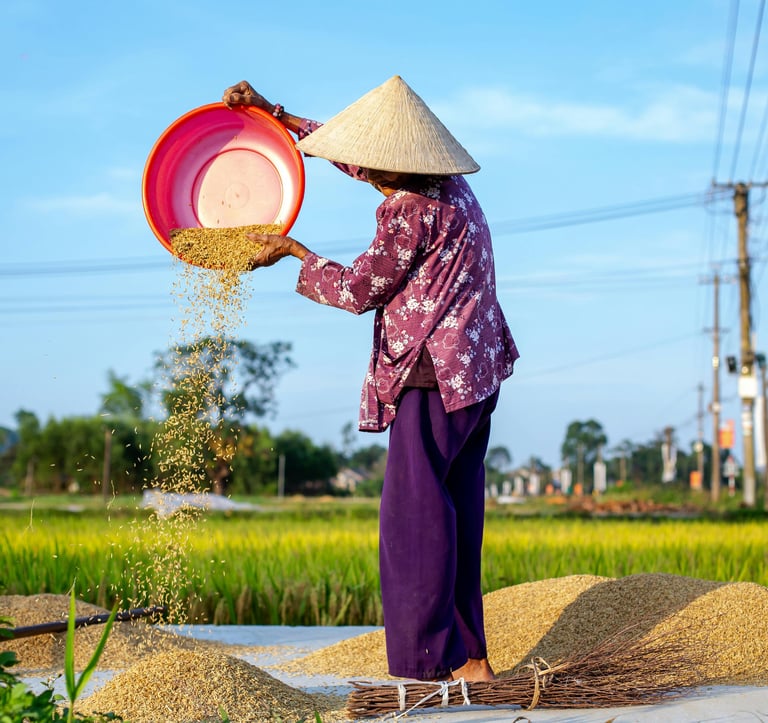 Starsza kobieta w Wietnamie sortuje ryż.