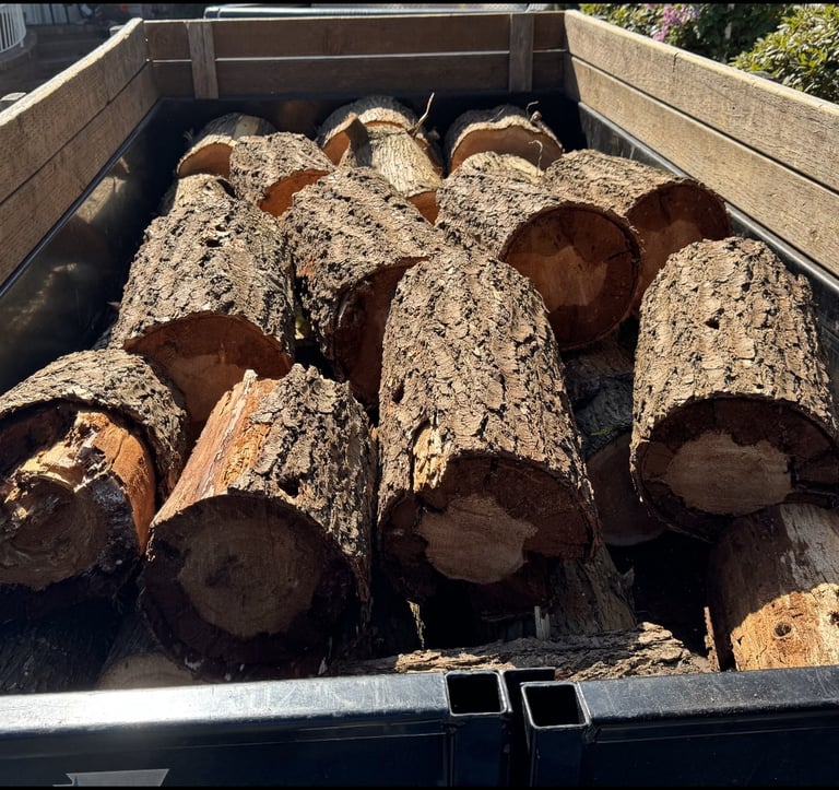 Tree stump removed and tree trunk cut into firewood rounds in Bothell near Woodinville