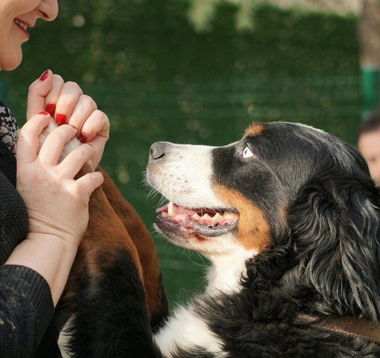 Puppies for adoption south Africa