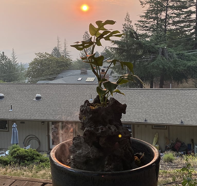 Mini fountain with plant at sunset during 2023 fires by Phil Mikkelson